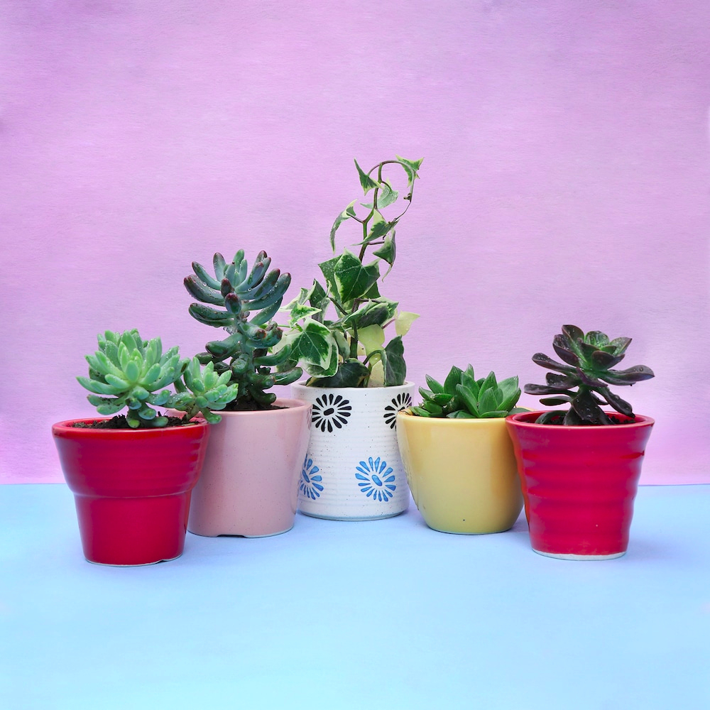  Set of 5 Refreshing Plants