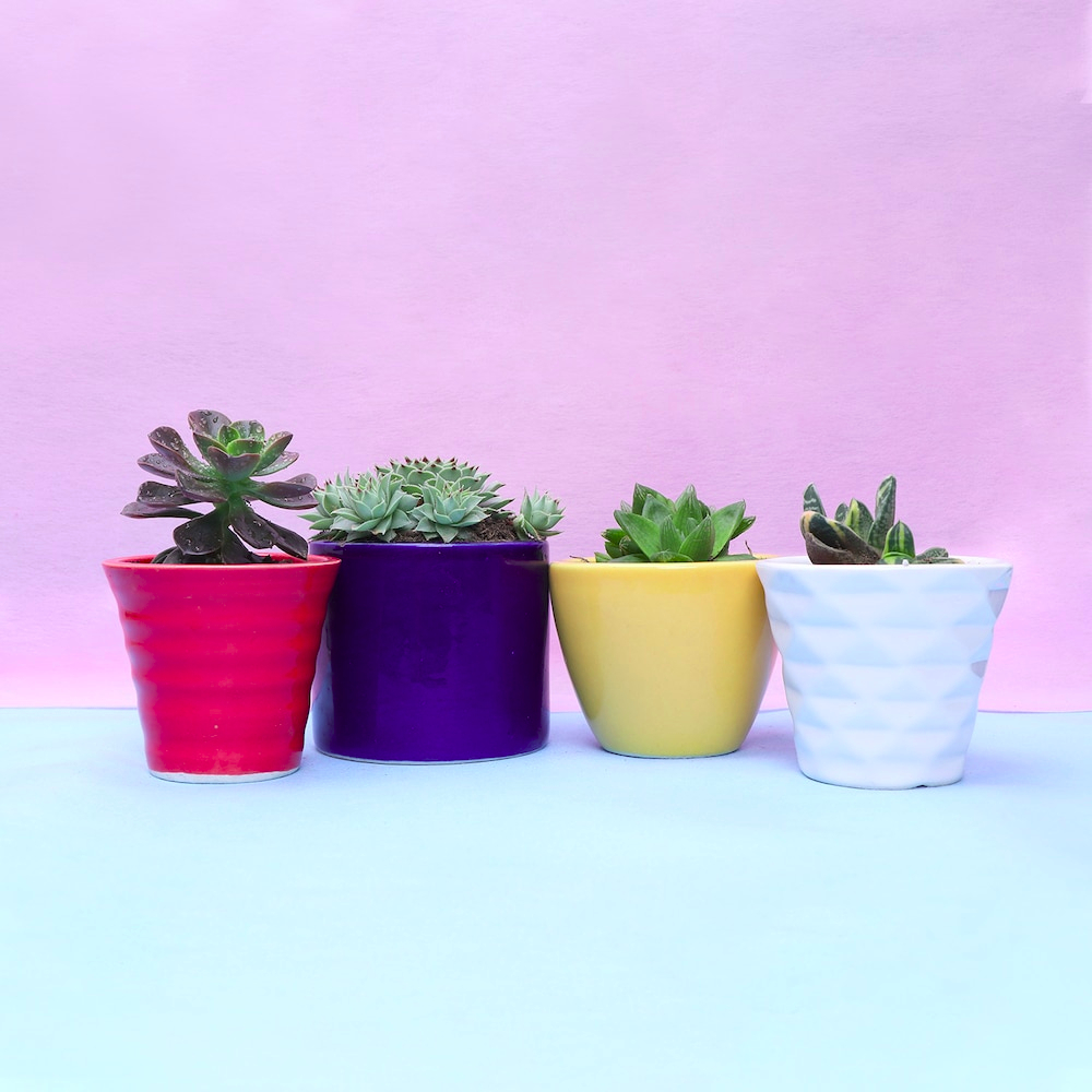  Sweet Potted Plant Gifts