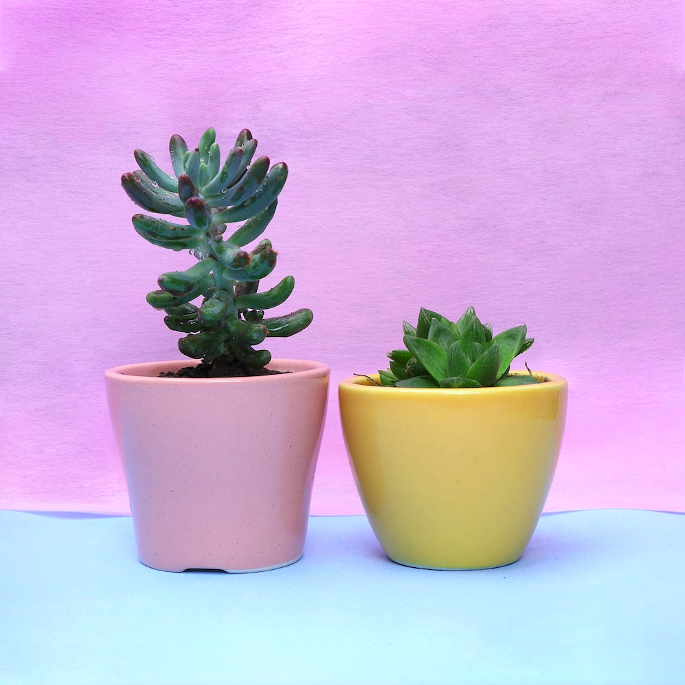  Lovely Pachyphytum Hookeri with Hawriotha Plant