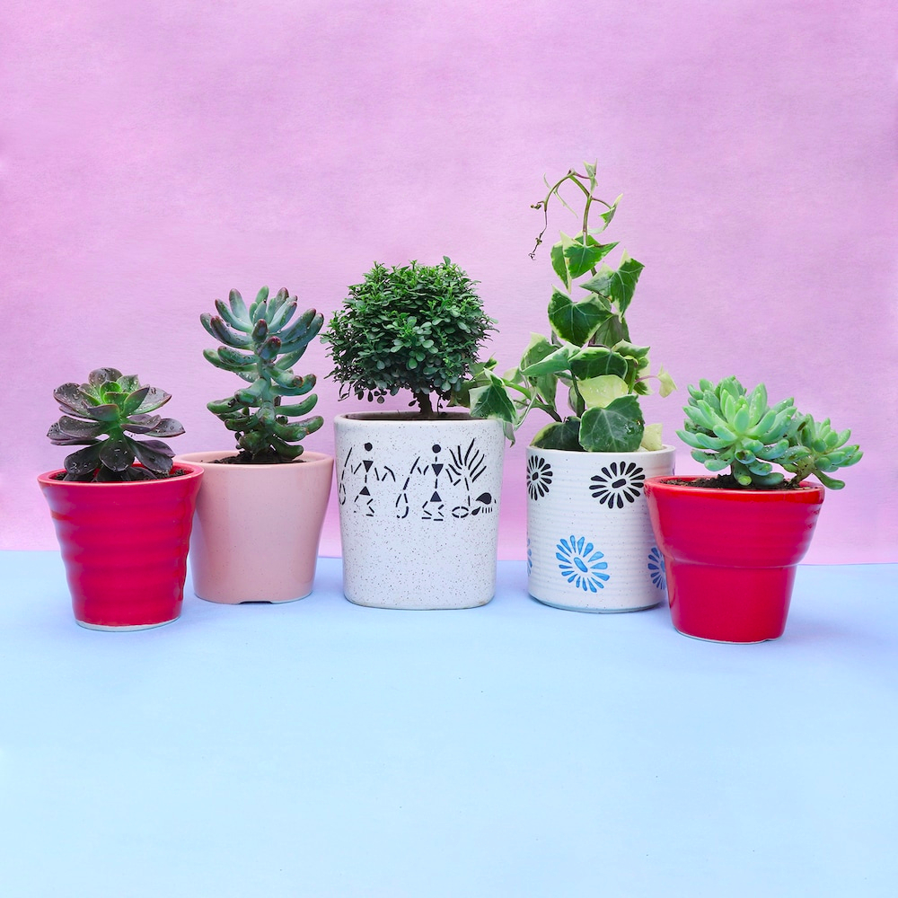  Evergreen Plant Combo