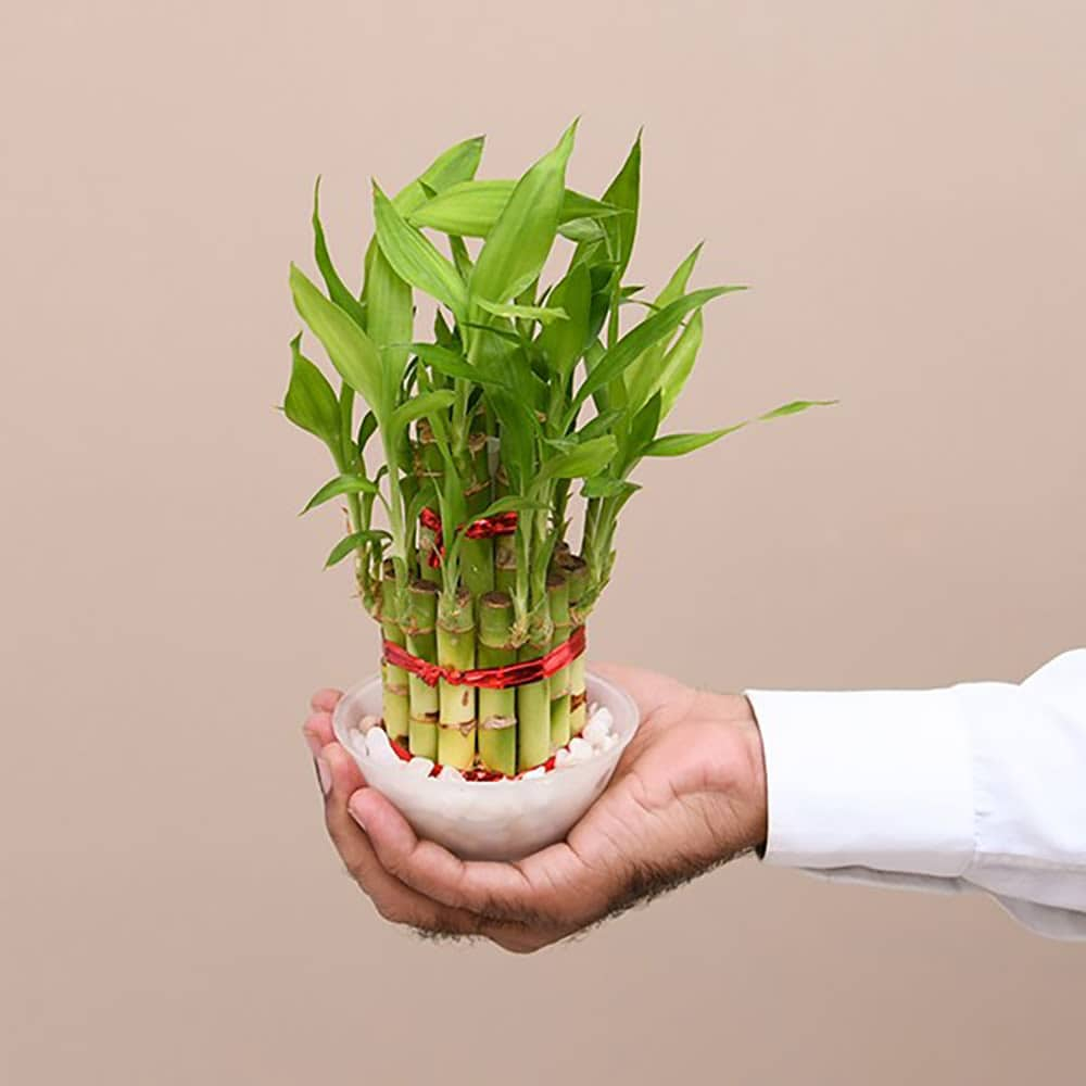 2 Layer Bamboo Gift