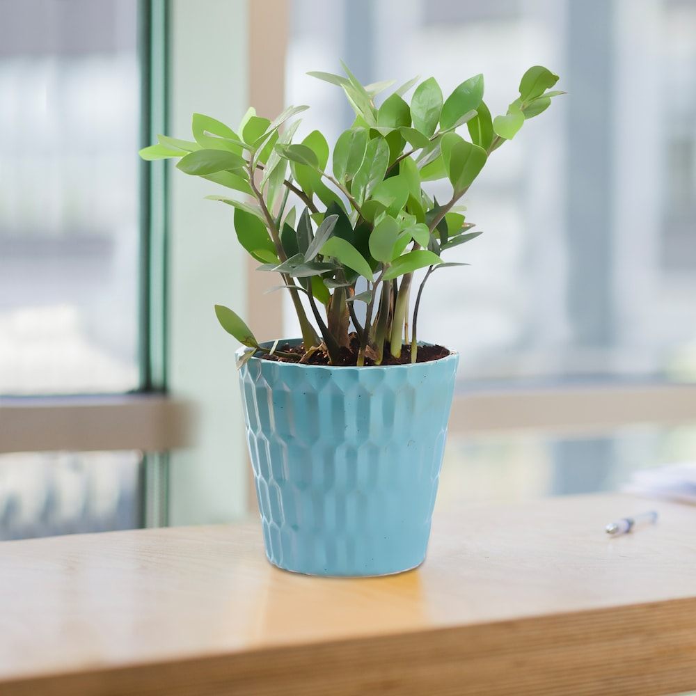  Bluish green ZZ Plant