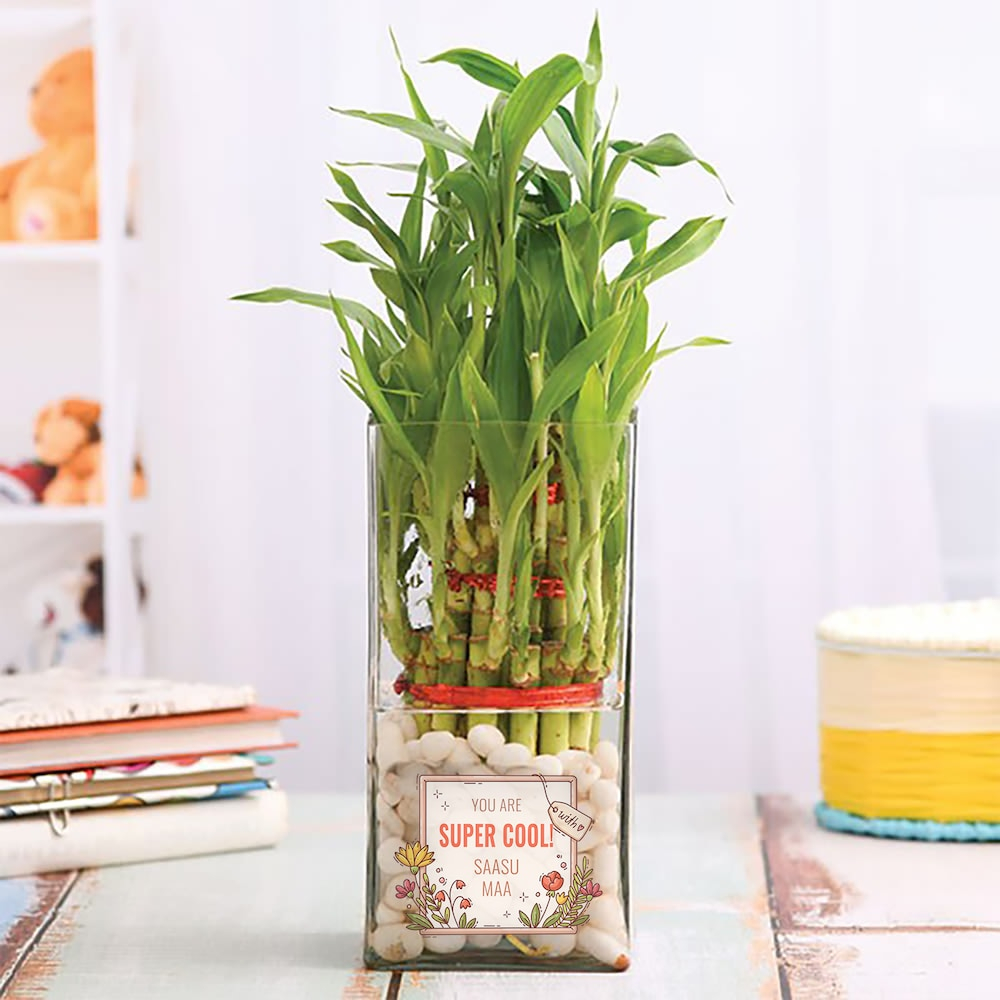  Best Potted Plant For Mom