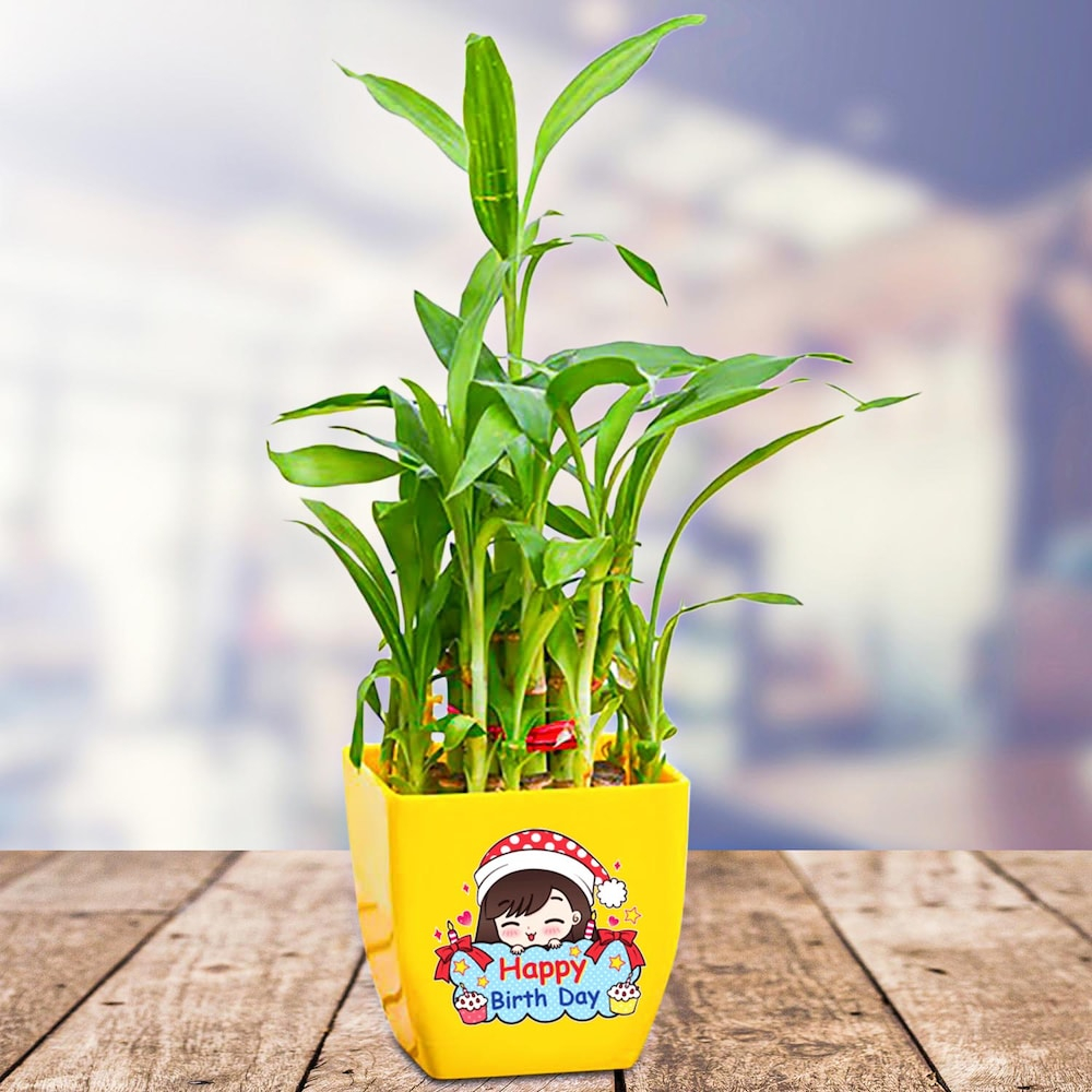  Wishing Bamboo Plant Set