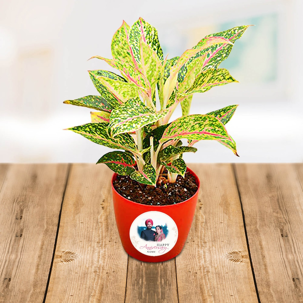  Personalized Aglaonema Butterfly Manis In Pot