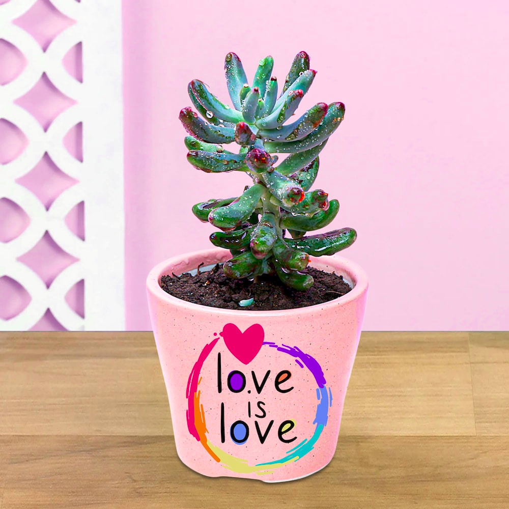  Love Potted Pachyphytum Hookeri Plant