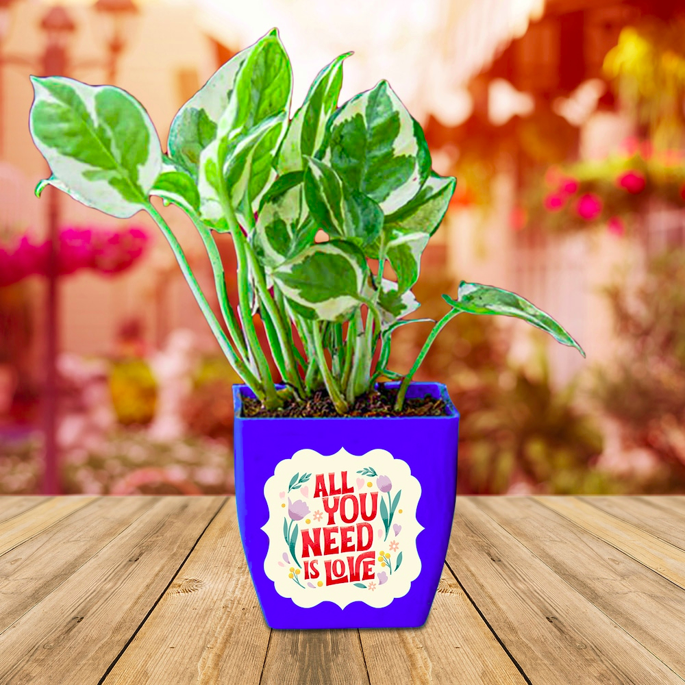  Token Of Love Money plant