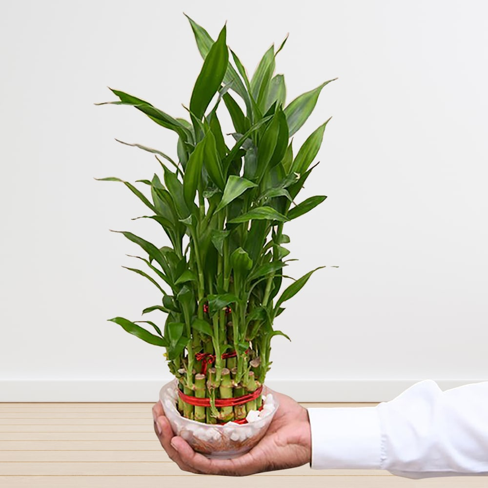  3 Layer Lucky Bamboo with Glass Bowl