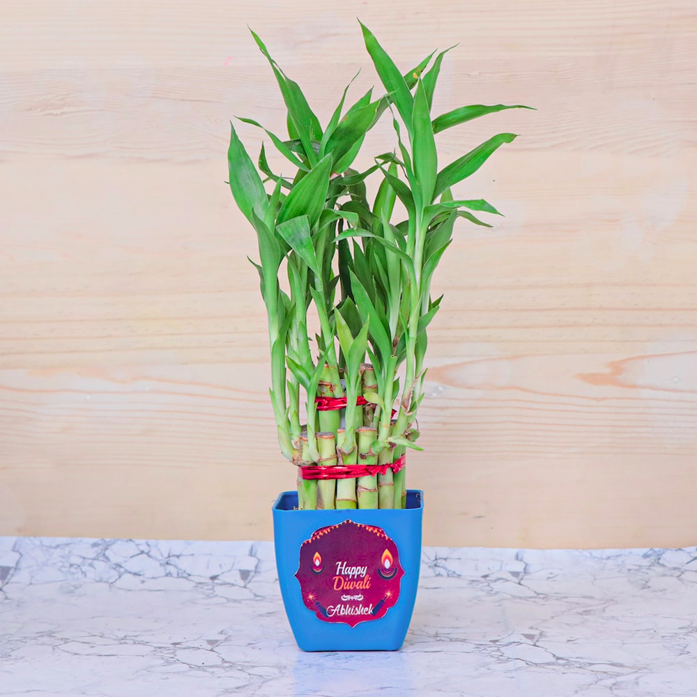  Diwali Wish Bamboo Plant