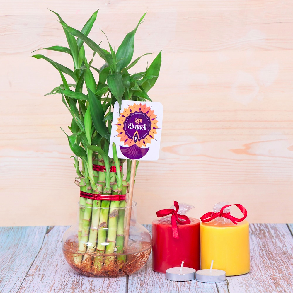  Bamboo Plant and Fragrance Candle Combo