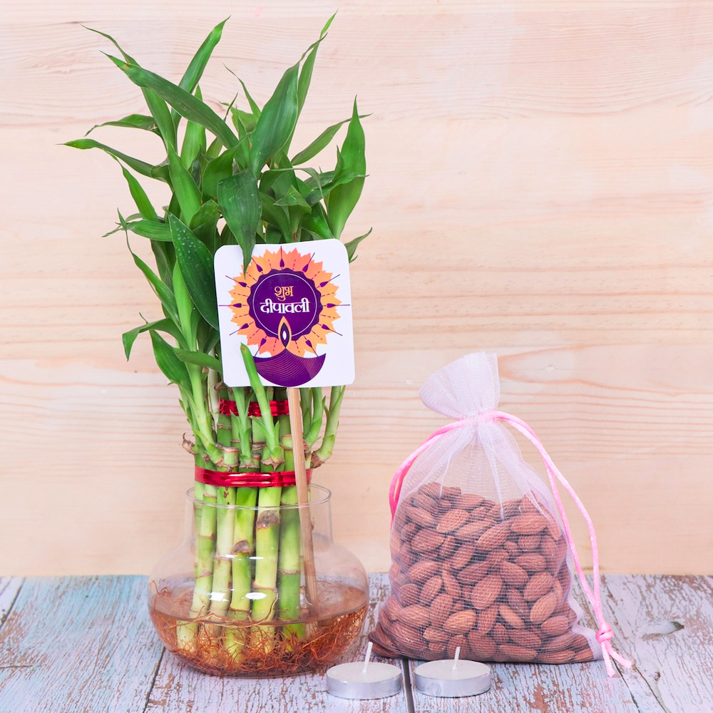  Diwali Bamboo Plant and Almonds