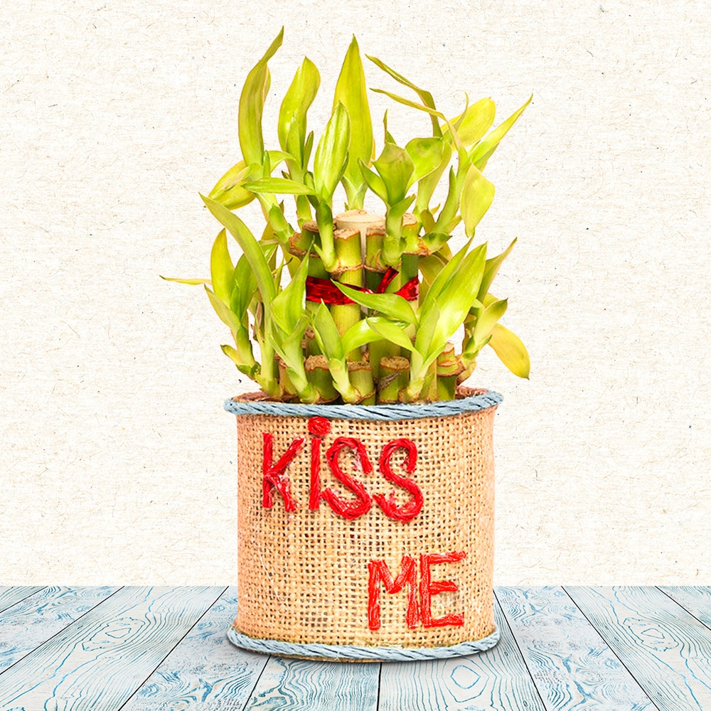  Kiss Me Bamboo Plant