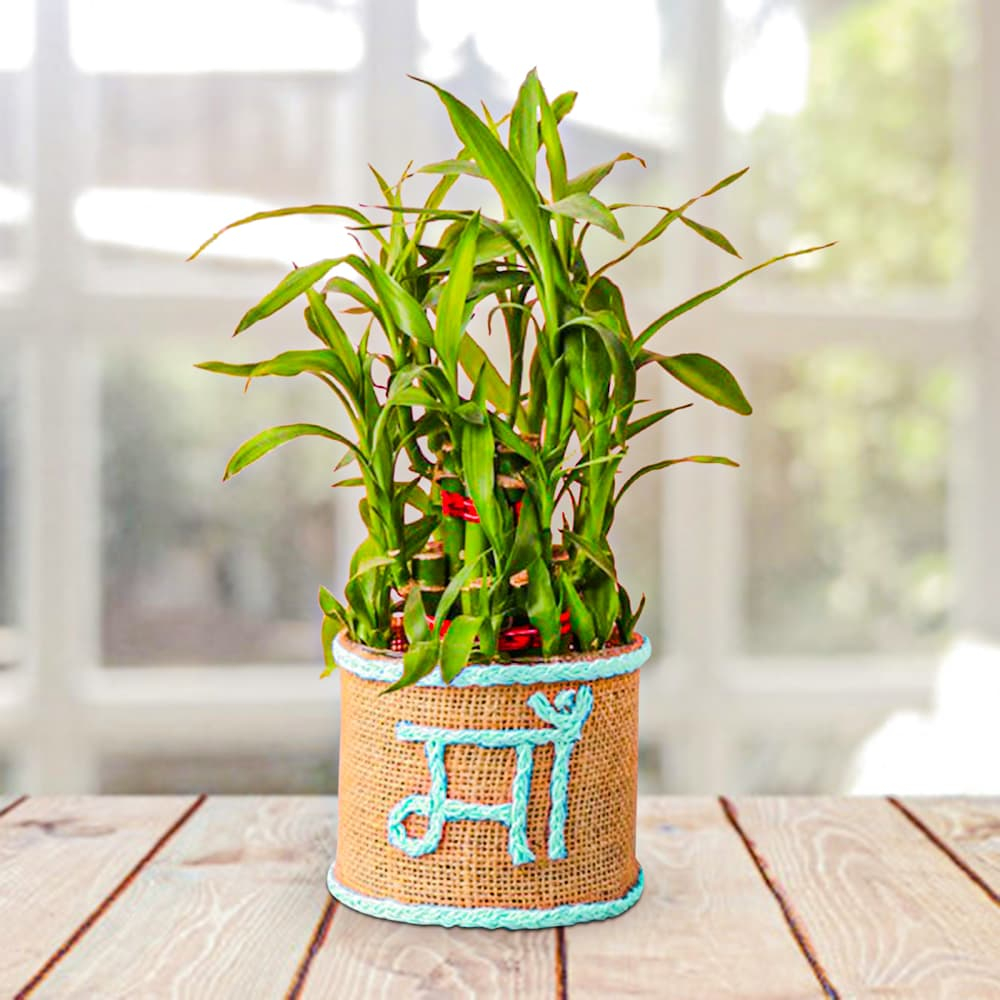  Maa Bamboo Plant