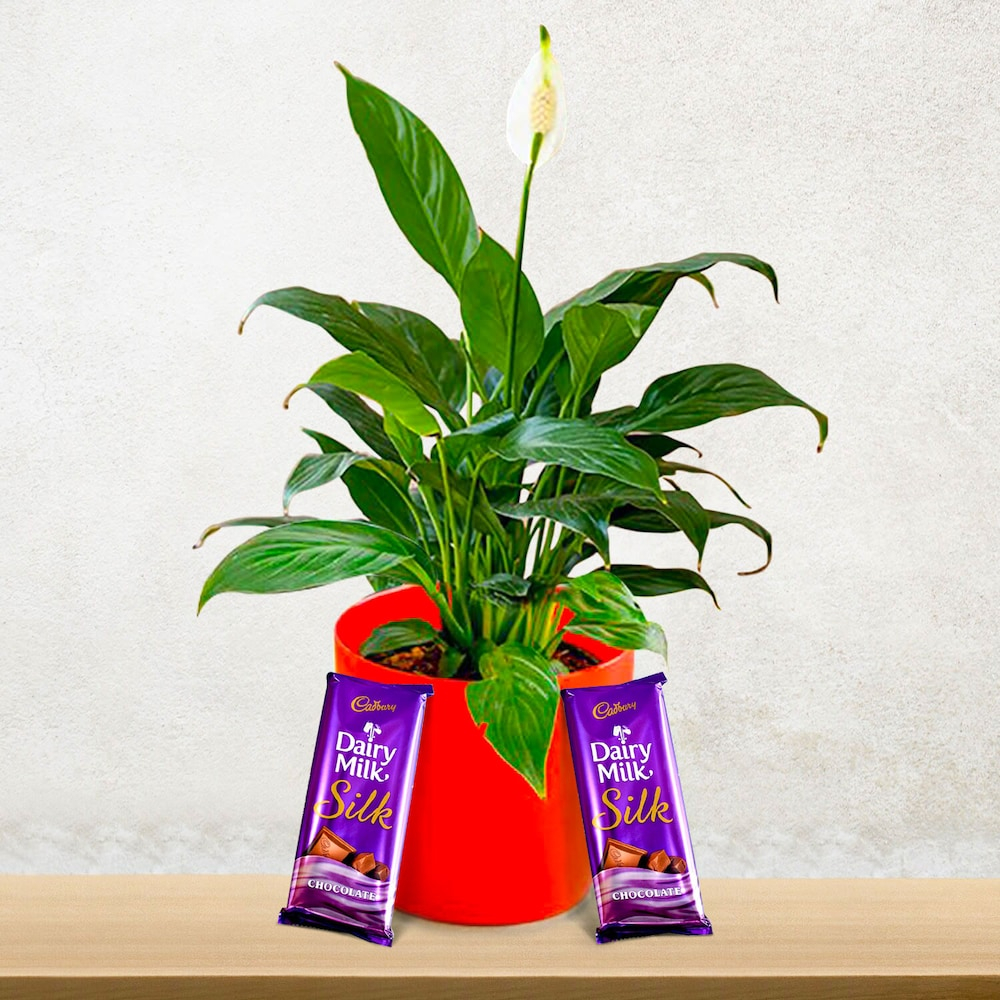  Lilly Plant & 2 Silk Chocolates