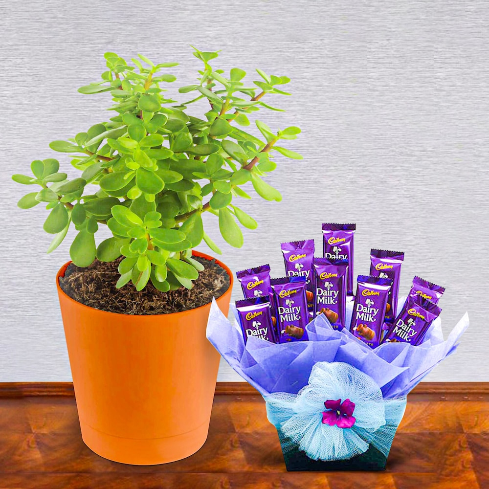  Jade Plant With Celebrations Bouquet