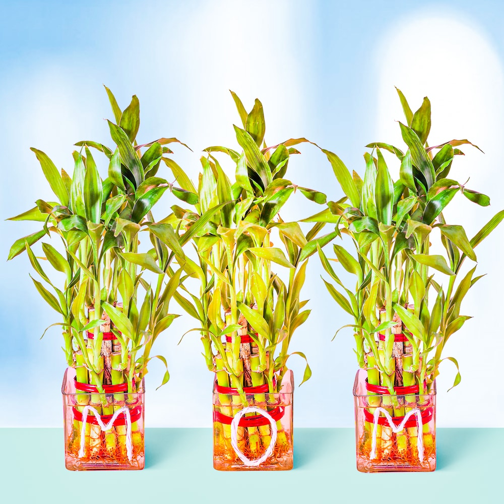  3 Layer Forever Bamboo Plant for Mom