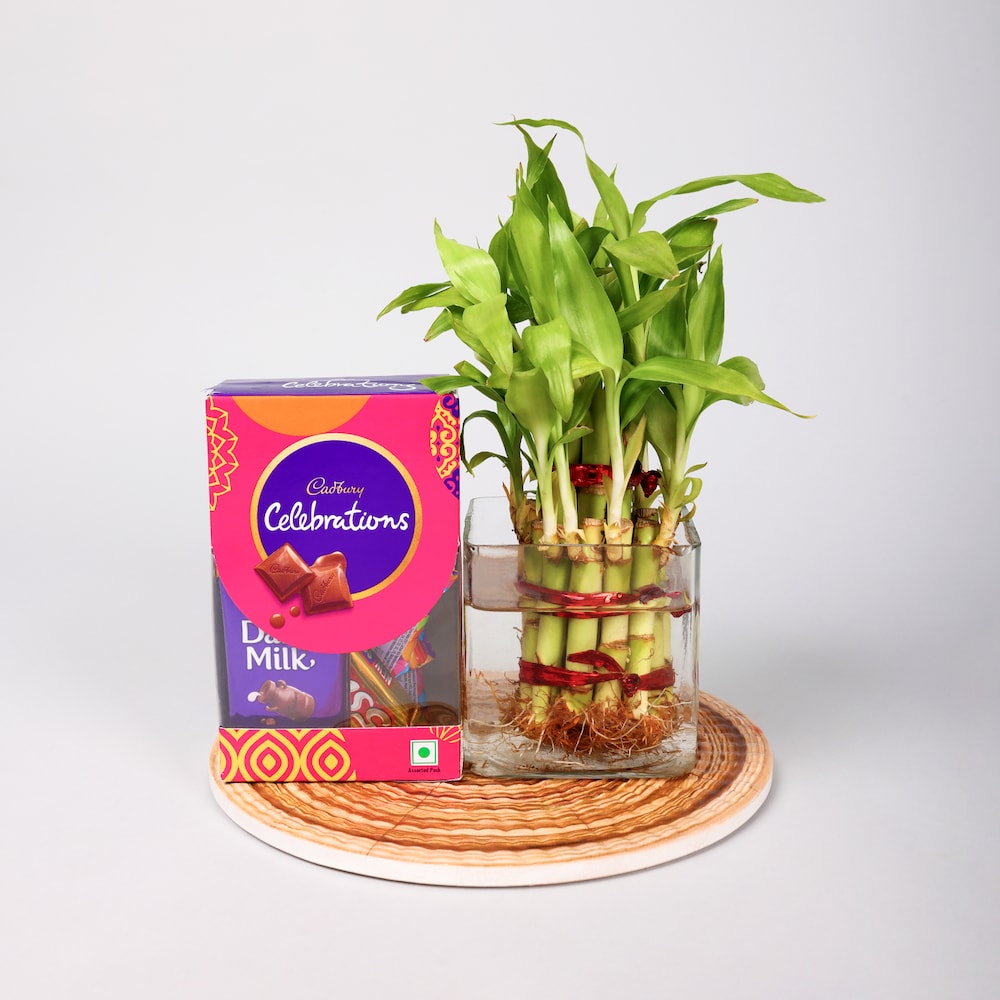  Bamboo Plants With Celebration Pack Hamper