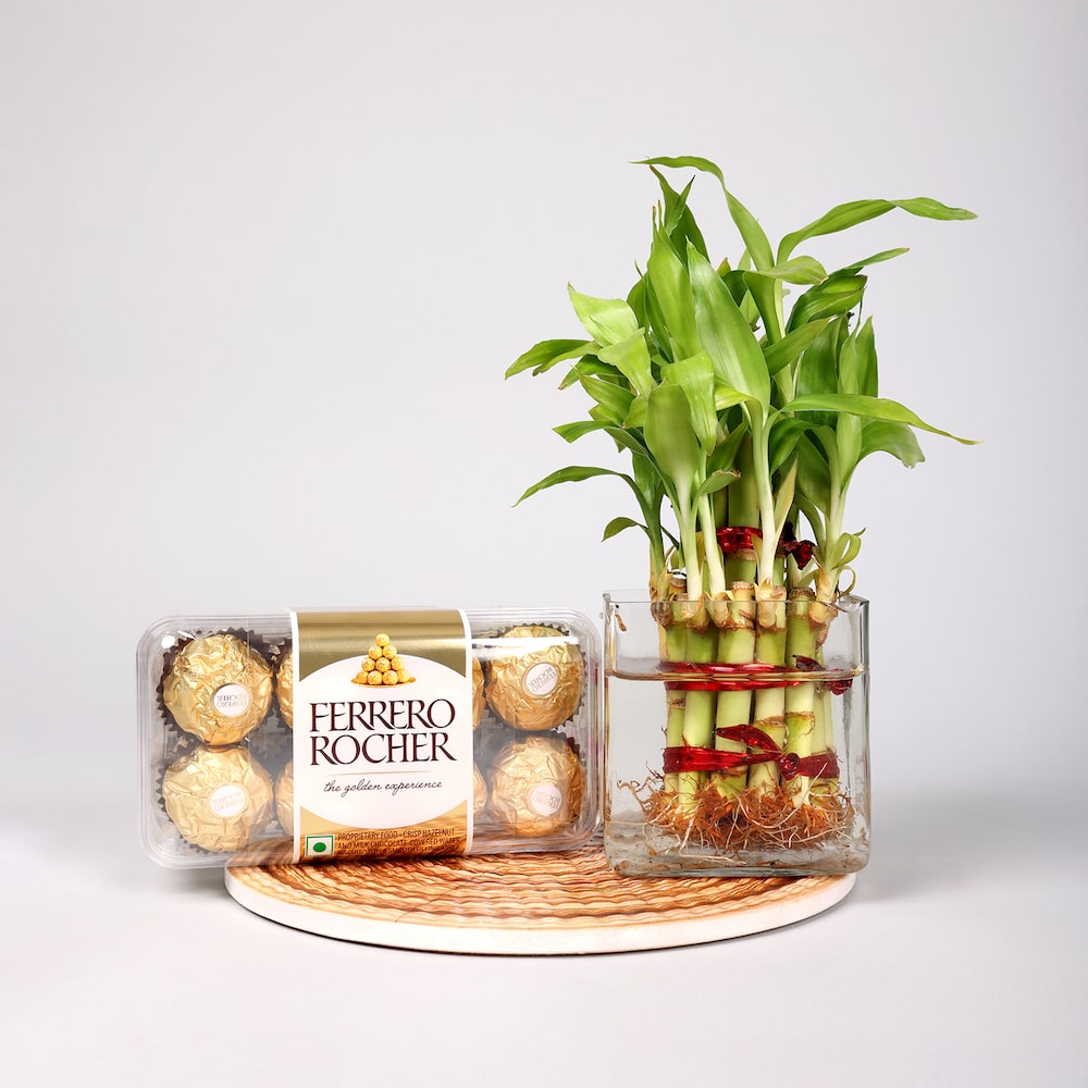  Ferrero Rocher With Bamboo Plants Hamper