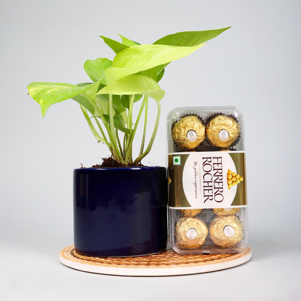  Money Plant With Ferrero Rocher Combo