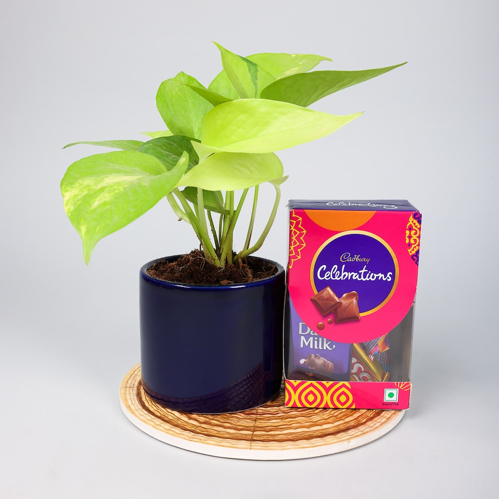  Money Plant With Celebration Pack Combo