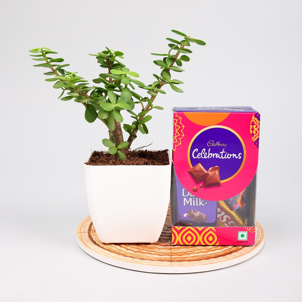  Jade Plant With Celebration Pack