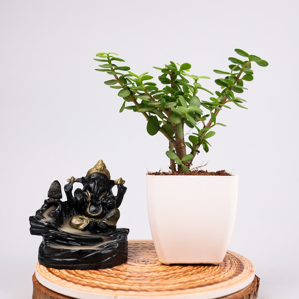  Jade Plant With Smoking Fountain Combo