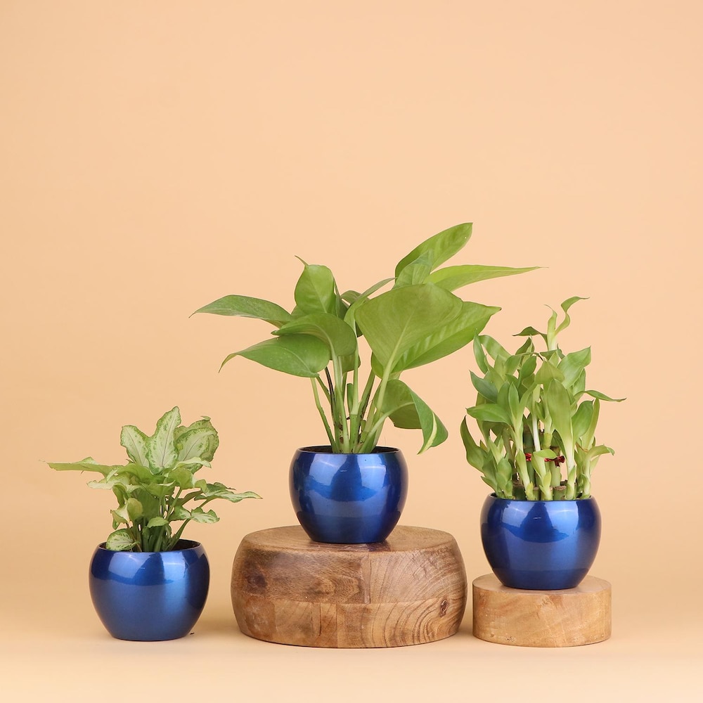  Vibrant Green Plant Gift Trio
