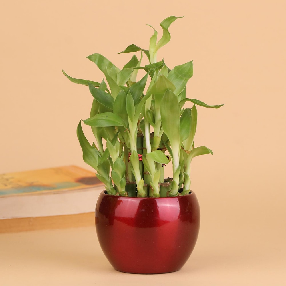  Grab The Luck Bamboo Plant