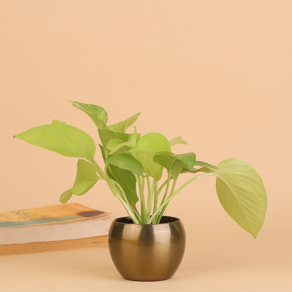  Indoor Attractive Money Plant