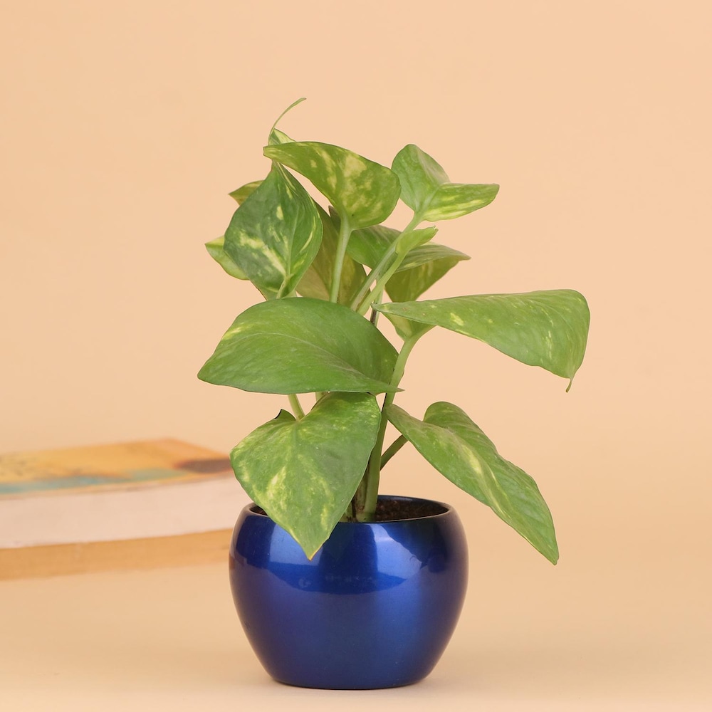  Coin Resembling Money Plant