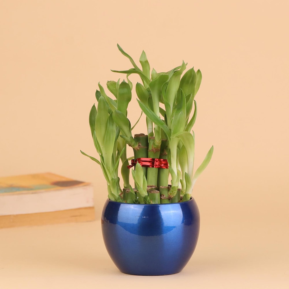  Happy And Wealthy Bamboo Plant
